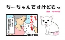 ちーちゃんですけどもっ【第331話】「シニア犬とのお昼寝」