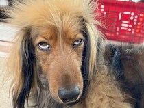 犬を『AIで擬人化した』結果→想定以上すぎた『再現度が高い完成形』に7万いいね集まる「本当にそのまんまｗｗ」「似すぎてて笑った」と爆笑