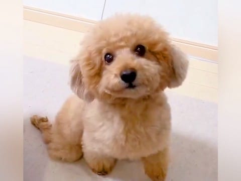 キッチンにいたら『下半身麻痺の犬』が一生懸命に…涙が止まらない『お母さんに近付く光景』が92万再生「愛だ…」「笑顔がたまらない」と感動