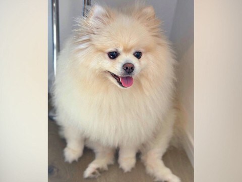 やさぐれ気味だった『モコモコな犬』→トリミングに行った結果…驚きのビフォーアフターが19万表示「進化した」「丸い、可愛い」と絶賛の声