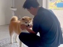 温厚な犬に『お仕事行ってくるね』と伝えた結果→『いつも通りかな』と思ったら…まさかの行動が47万再生「健気でカワイイ」「愛されてる証拠」