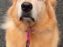 雨がやんだので、大型犬を散歩に連れて行った結果→急に動かなくなり…思わず笑ってしまう『まさかの表情』が21万再生「顔ｗ」「拒否ゴル」