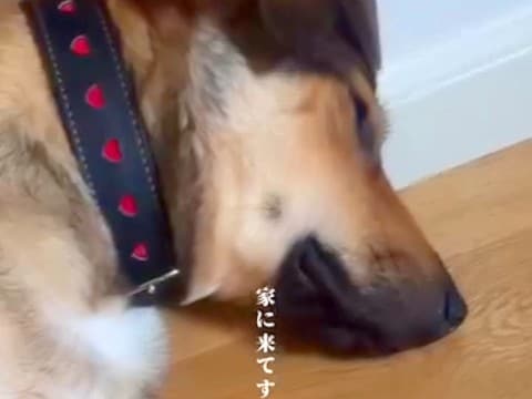 人を怖がり、玄関で寝ていた元保護犬…3週間後→別犬かと思うほどの『まさかの変化』が話題「馴染んでる」「寄り添ってて可愛い」と6万再生