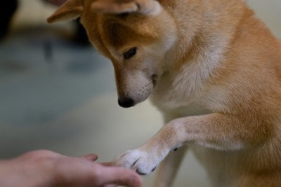 お手をしている柴犬