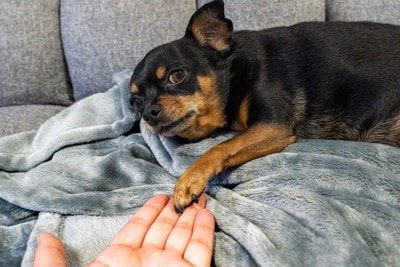 寝ながらお手をする犬