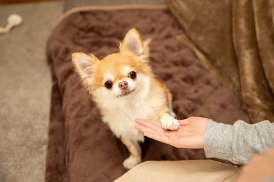 犬に『オテ』を覚えさせる3つのメリット　愛犬にもたらす影響からトレーニングのコツまで