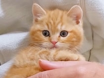 『売れ残っていた赤ちゃん猫』を連れて帰った結果→大型犬と先輩猫が…あまりにも可愛い光景が146万再生「たまらん」「仲良くなる予感」