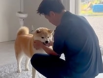 温厚な犬に『お仕事行ってくるね』と伝えた結果→『いつも通りかな』と思ったら…まさかの行動が47万再生「健気でカワイイ」「愛されてる証拠」