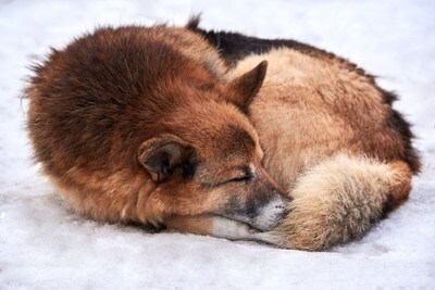 雪の上で寝る犬
