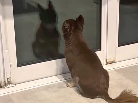 ２日間の研修に行った兄→犬が窓の前で待ち続けて…感動の再会かと思いきや『まさかの反応』に爆笑「最高ｗ」「究極のツンデレ」「愛おしい」