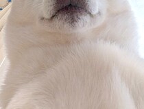 体調不良になった飼い主を看病する犬→『心配してくれている』と思いきや…圧が強すぎる『まさかの表情』が49万表示「威圧感ｗ」「優しい圧」