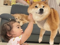 爪切りが苦手な犬→頑張っているのを見た１歳の女の子が、手を伸ばして…ずっと見ていたい『励ましてあげる光景』が21万再生「優しくて賢い」