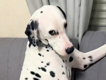 『イタズラをした犬を叱った』結果→秒で許してしまう『子供のような態度』が7万再生「ふてくされてる感じがｗｗ」「まるで人間だわ」と反響