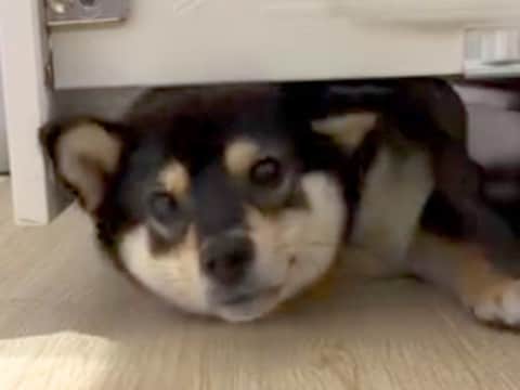 １年前は通れていた『家具のすき間』に入ろうとした犬→成長した結果『まさかの光景』が話題「大きくなったんだね」「お目々まん丸ｗｗ」