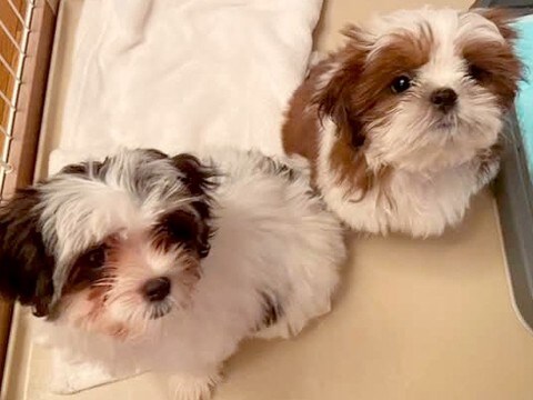 わずか10日で『やっぱいらない』と無責任に捨てられた2匹の犬…涙が止まらない『結末』が9万再生「感謝しかない」「言葉が見つからない…」