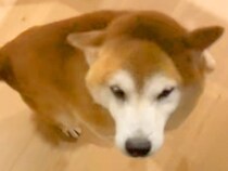 息子の付き添い入院で３日ぶりに帰宅→普段は呼んでも来ない犬が…思わずニヤけてしまう『まさかのお出迎え』に反響「喜びがｗ」「全員可愛い」