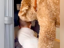 ハイハイする赤ちゃんが『超大型犬の部屋』に入ってしまった結果→『怒るかな』と思ったら…まさかの行動に感動「優しい…」「お利口さん」