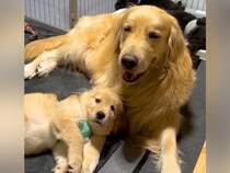 お母さん犬に甘える赤ちゃん犬→『隣で転がっている』と思っていたら…とんでもなく尊い『まさかの光景』が61万再生「可愛い…」「親子愛」