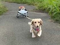 車椅子が必要な16歳の老犬→妹犬がリードを…思わず泣けてくる『お散歩の光景』が96万再生「愛おしくて涙が出る…」「関係性に感動」と反響