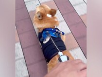 ママと並んでお散歩中の犬→こっそりパパに交代した結果…気付いた瞬間の『あからさますぎる態度の違い』が80万再生「最高ｗｗ」「可哀想で草」