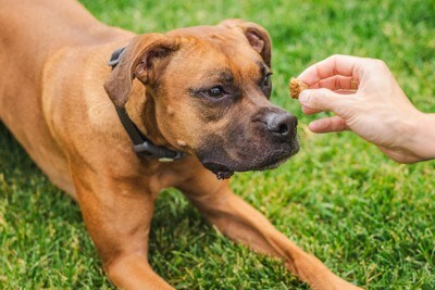 おやつでトレーニング