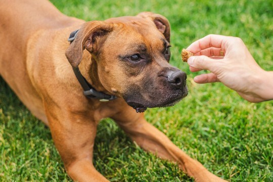 犬が反応しやすい『ワード』4選　愛犬は飼い主の言葉を理解しているの？ポジティブな意味で記憶させる方法とは