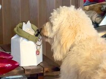 『夕方の散歩に行こう』と大型犬に伝えた結果→亡くなった同居犬の首輪へ近づいて…泣けてくる『まさかの行動』が17万再生「涙が止まらない」