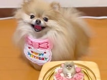 お誕生日ケーキを目の前にした犬→『美味しそう』と大喜びして…丁寧すぎる『まさかの確認』に3万いいね「可愛すぎるｗｗ」「プロの味見係ｗ」