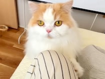 猫に『はやくきて！』と呼ばれたので、ついて行った結果→犬が…まさかのハプニングと行動に反響「猫さん偉すぎる」「可愛くて怒れないｗ」