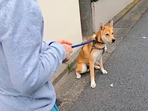 しぶしぶ散歩に行く犬→途中で『ランニング中のお母さん』に会った結果…わかりやす過ぎる『まさかの態度』に反響「めちゃ可愛い」「嬉しそう」