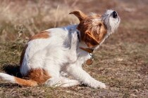 犬が『マダニ』に刺されたときに現れる3つの症状　感染症のリスクや覚えておくべき対処法まで解説
