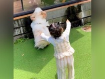 テラス席にいるパパ→どうしても構ってほしい『小型犬と赤ちゃん』が…まるで『フェス状態』になる光景に36万再生「可愛いｗ」「混ざりたい」