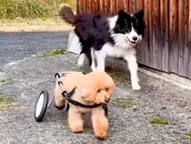 『車椅子の犬』が外出→心配した別のワンコが…思わず泣けてくる『感動的な光景』が70万再生「愛情の深さがすごい」「優しさを感じて涙」と反響