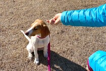 愛犬が飼い主に『興味がない』ときにみせる仕草5つ　無関心になる理由から適切な接し方まで