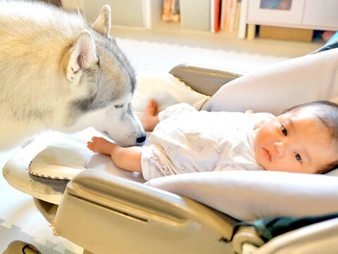 2頭のシベリアンハスキーに育てられた赤ちゃん→まさかの『本当の親子みたいな関係』が10万再生「なんて頼もしい」「母性がすごい…」と称賛