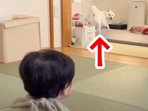 赤ちゃんが『別の部屋にいる犬』を呼んだ結果…驚くほどの速度で『すっ飛んでくる光景』が104万再生「反応良すぎｗｗ」「大事にしてて素敵」