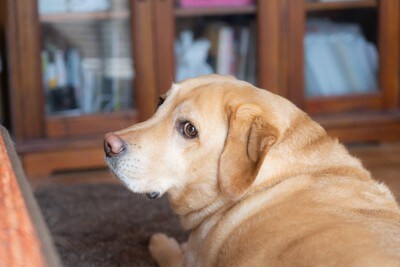 落ち着いた表情の犬