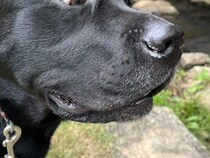 水が嫌いな大型犬が『川を初めて間近で見た』結果…面白すぎる『嫌悪感丸出しな表情』に2万いいね集まる「げえ！って顔ｗ」「可愛すぎる」