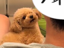 お父さんが犬に『ただいま』と言った結果→ずっと見ていたい『あまりにも尊い光景』が37万再生「可愛すぎてヤバイ」「疲れ吹っ飛んだ」