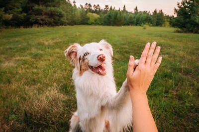 飼い主とハイタッチする犬