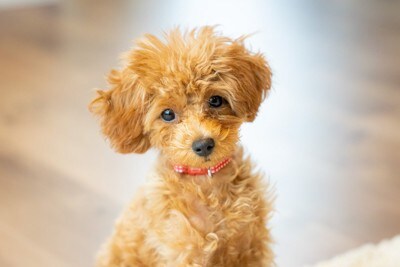 座っているトイプードル