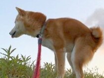 何気なく『散歩中に犬を撮影した』結果→想定外だった『奇跡の一枚』に5万いいねの反響「壮大すぎてｗｗ」「スカンクもビビるレベルで草」と爆笑