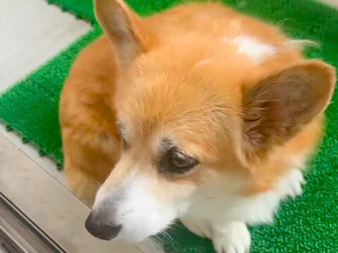 飼い主を亡くし、寂しい顔をしていた『足が不自由な老犬』→里親から散歩の様子が送られてきて…『別犬のような表情』に涙「鳥肌立った」