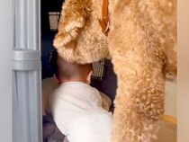 ハイハイする赤ちゃんが『超大型犬の部屋』に入ってしまった結果→『怒るかな』と思ったら…まさかの行動に感動「優しい…」「お利口さん」