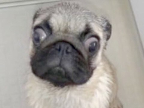 怯えた表情の『捨てられた犬』を飼い、愛情を注ぎ続けた結果…もはや別犬な『ビフォーアフター』に2万いいね「幸せそう」「素敵な飼い主さん」