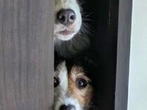 『部屋に入っちゃダメ』と言われた3匹の犬→ドアを見てみると…想像以上だった『まさかの光景』に8万いいね「我慢ｗｗ」「自制して偉い」と絶賛