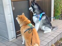 おばあちゃんのことが大好きな２匹の犬→会えない日は心配して家まで行き…まるで『本当の孫』のような行動に感動「泣きそう」「うるっとした」