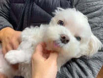 退院して１週間ぶりに帰宅→『犬が大喜びで迎えてくれる』と思いきや…なんだか切ない『まさかの反応』に爆笑「予想外だったｗ」「照れてる？」