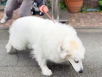 動物病院が大嫌いな超大型犬→ドアを開けようとしたら…想像を遥かに超える『拒否』が391万再生「病院キャンセル界隈ｗｗ」「コントで草」