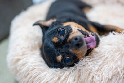 笑顔で寝転ぶ犬